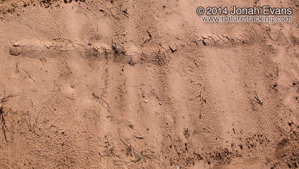 Mole Sign