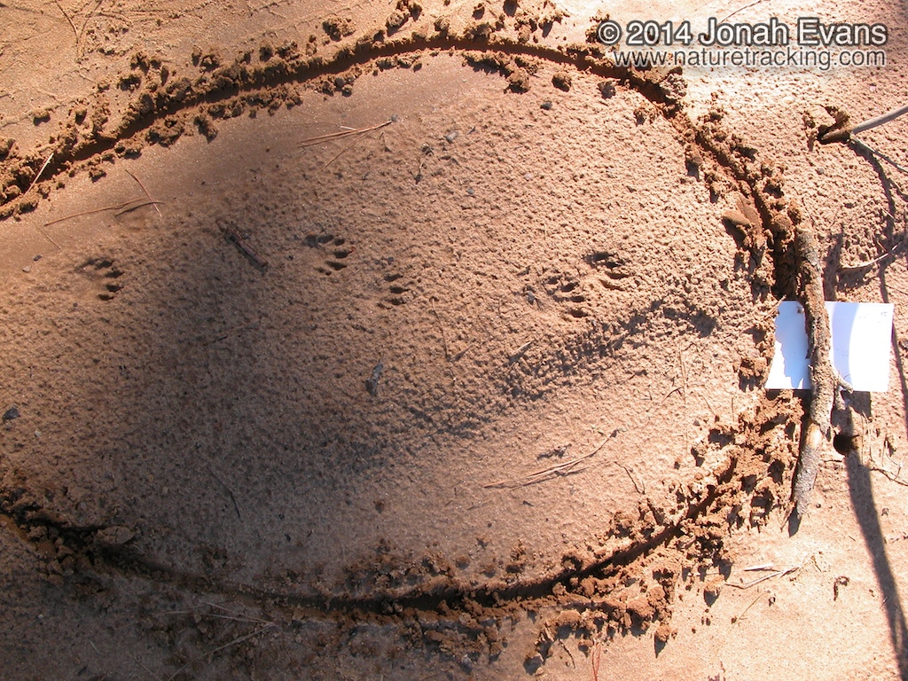 Raccoon Tracks