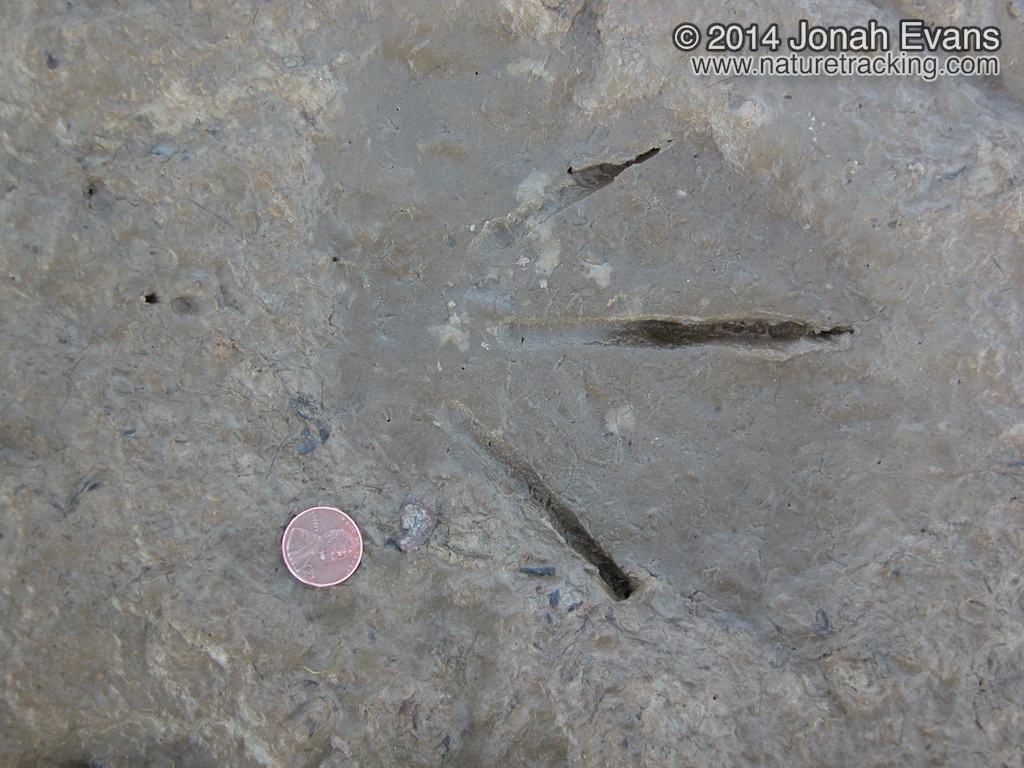 Great Egret Tracks