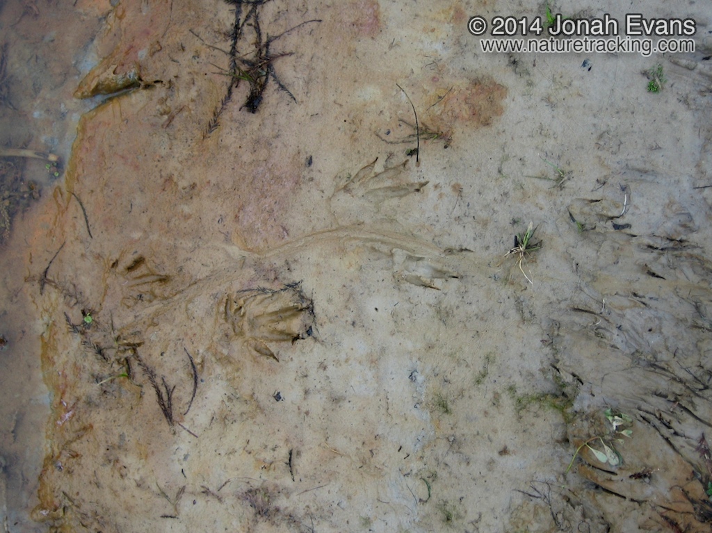 Nutria Tracks