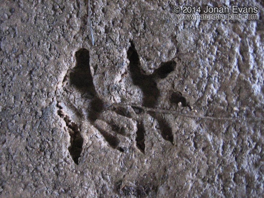 Opossum Tracks