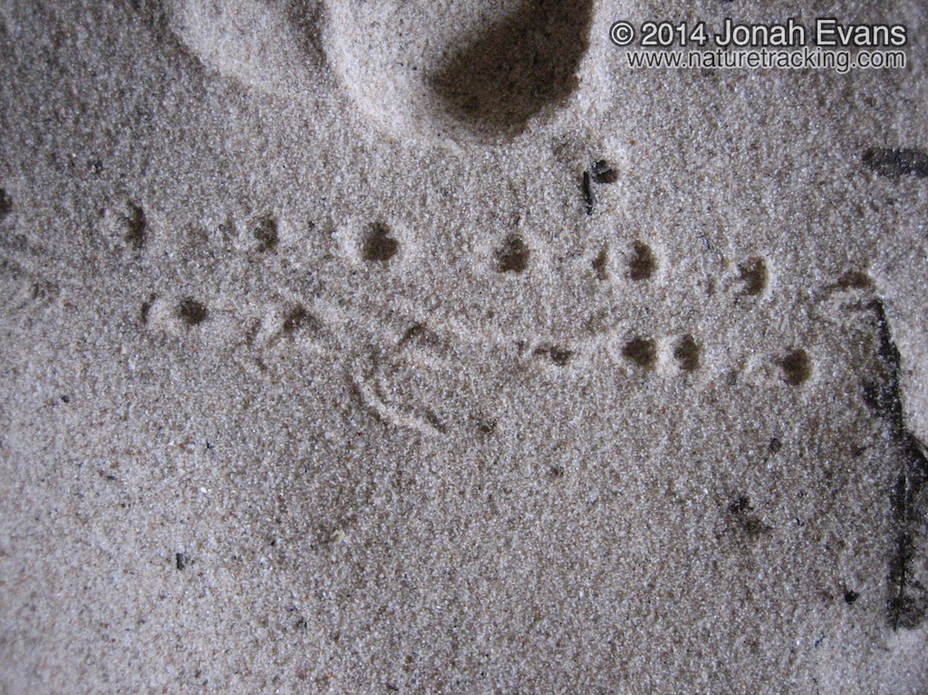 Salamander Tracks?
