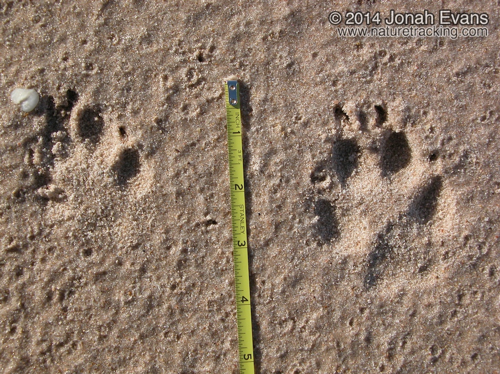 Coyote Tracks