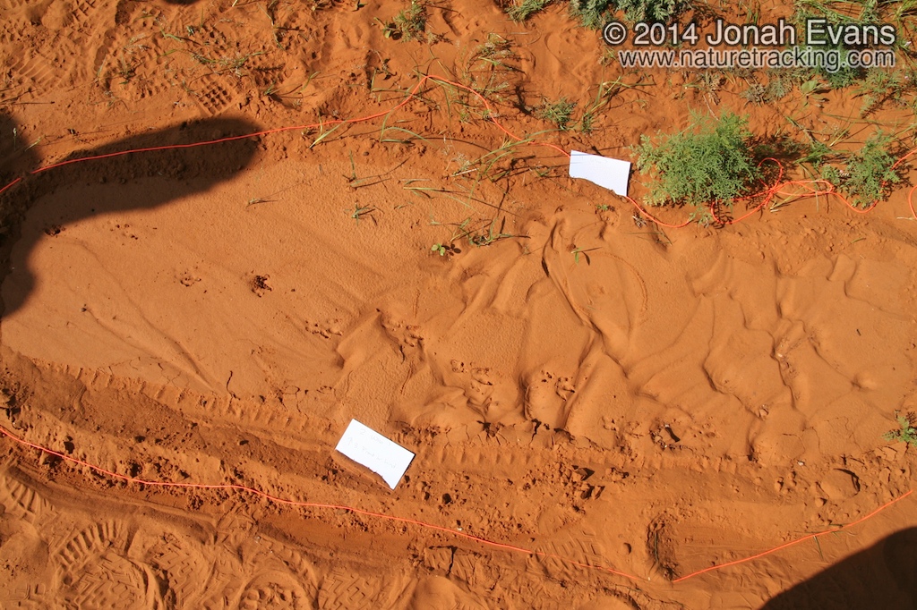 Armadillo Tracks