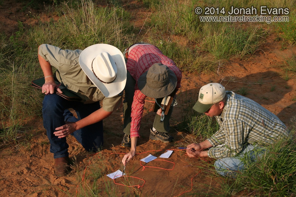 Tracking in South Texas