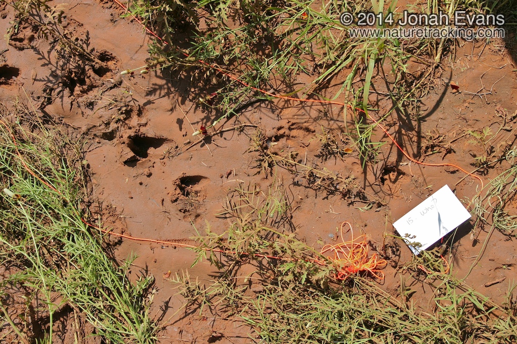 White-tailed Deer Tracks