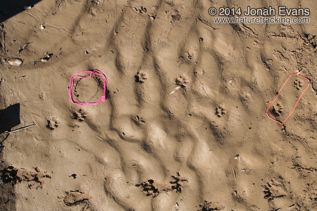 Bobcat and Peromyscus Tracks
