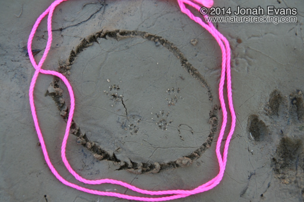 Peromyscus Tracks