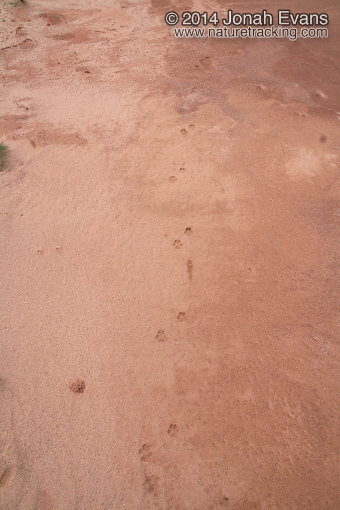 Coyote Tracks