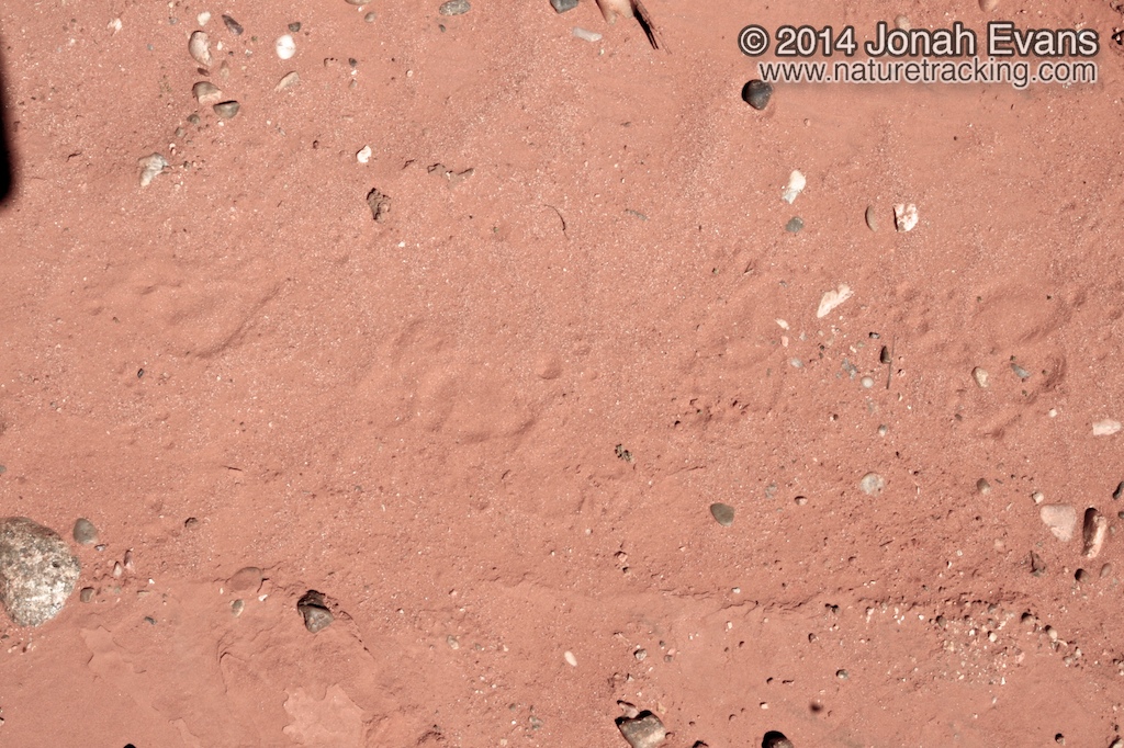 Porcupine Tracks