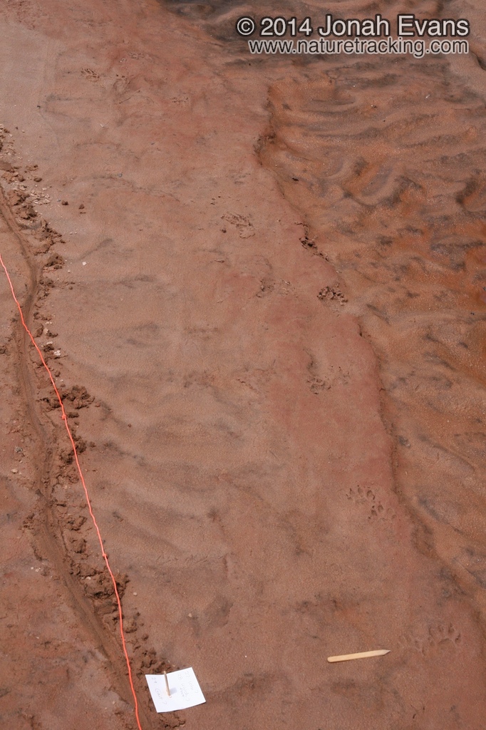 Raccoon Tracks