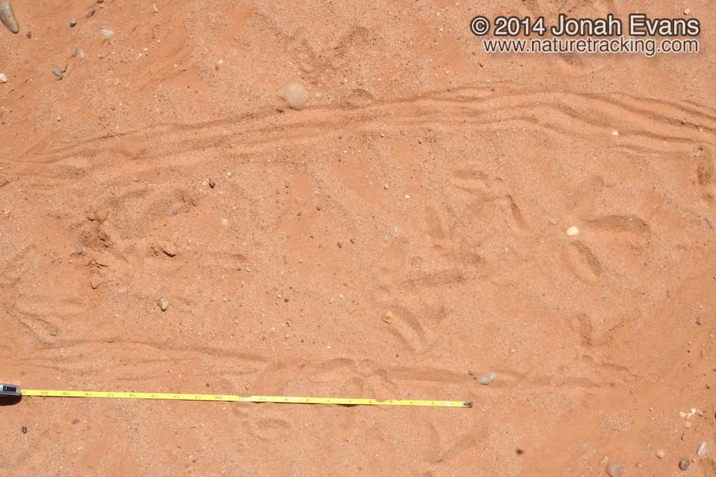 Turkey Tracks (Male Displaying)