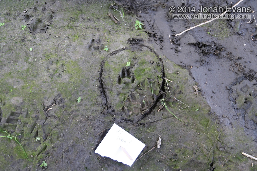 Bobcat Track