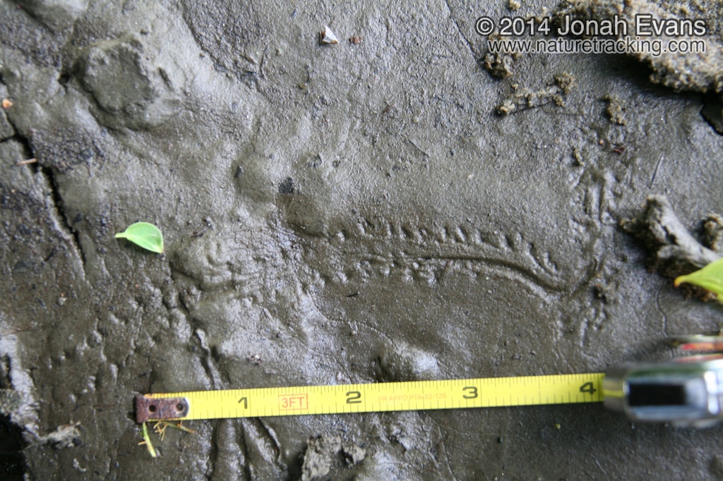 Dragonfly Larva Tracks