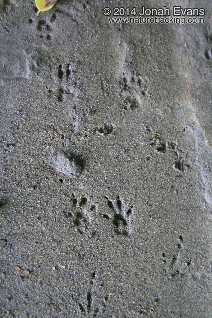 Eastern Chipmunk Tracks