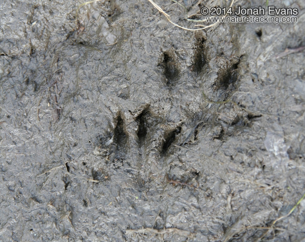 Mink Tracks