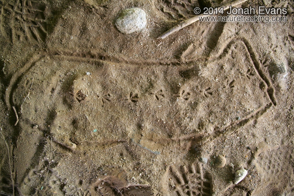 Mourning Dove Tracks