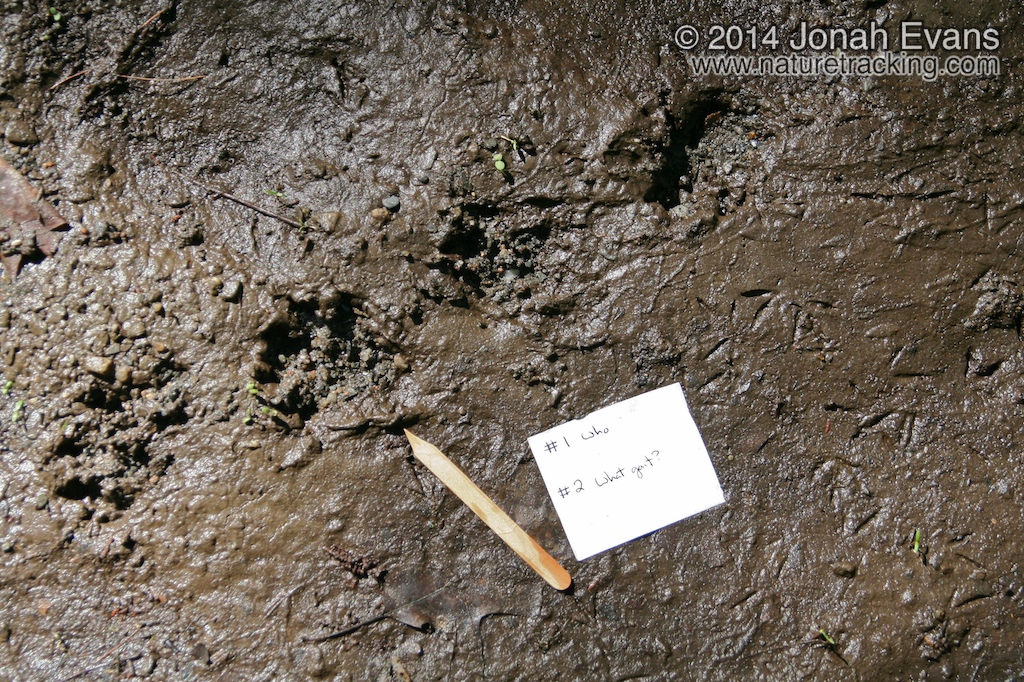 Otter Tracks