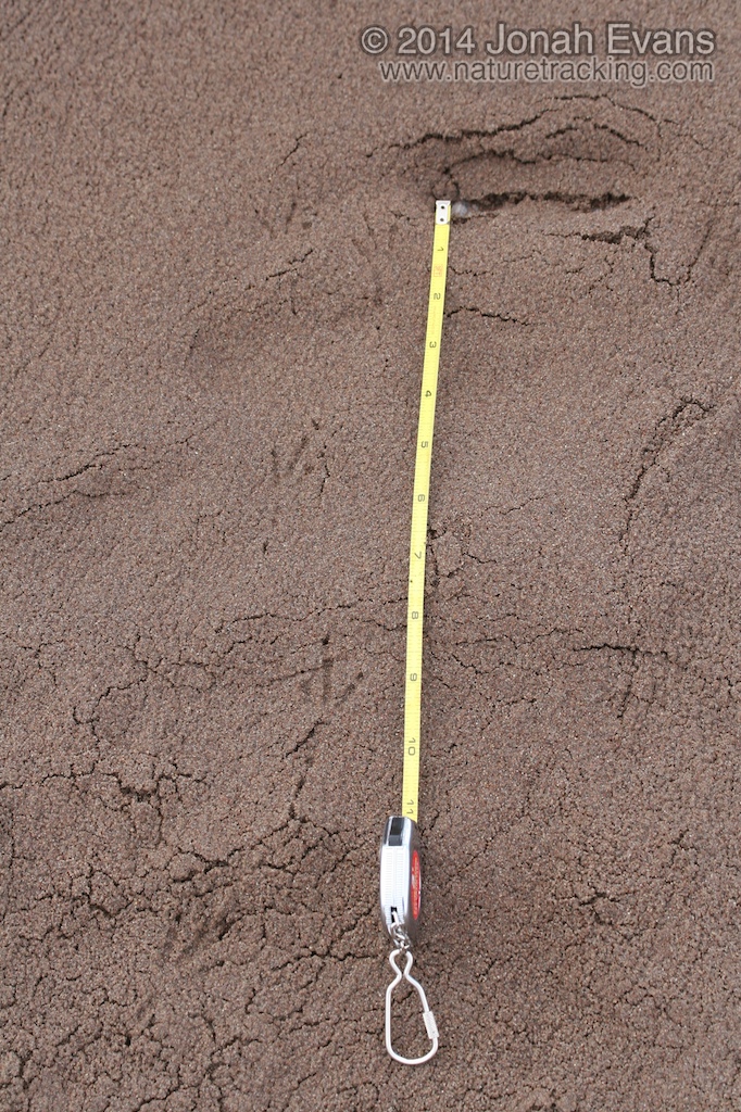 Black-billed Magpie Tracks