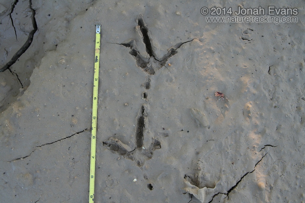 Crested Caracara Tracks