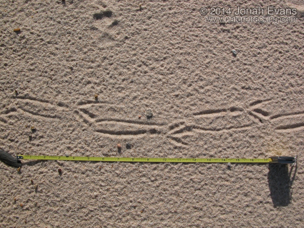 Crow Tracks