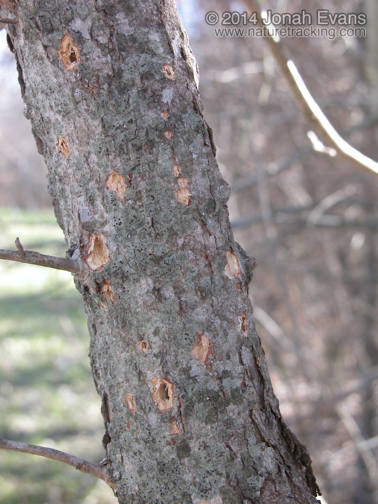 Downy Woodpecker Sign
