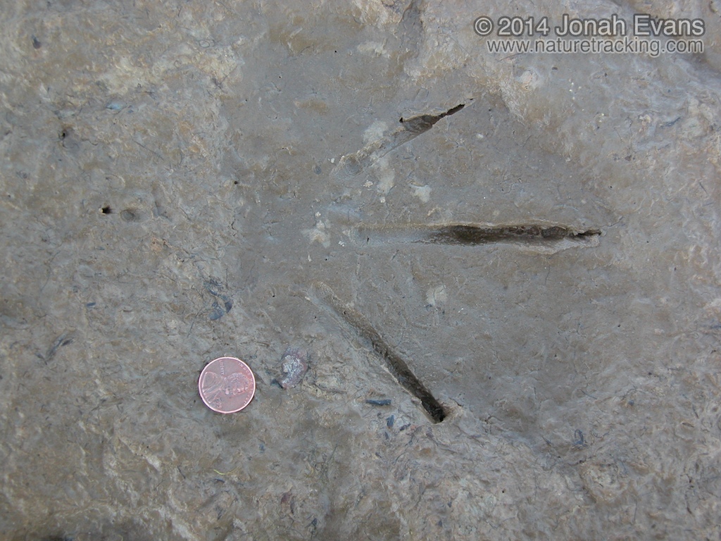Great Egret Tracks