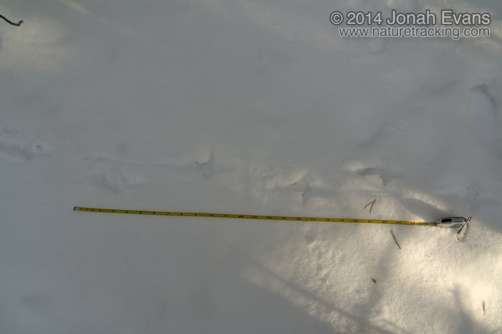 Grouse Tracks