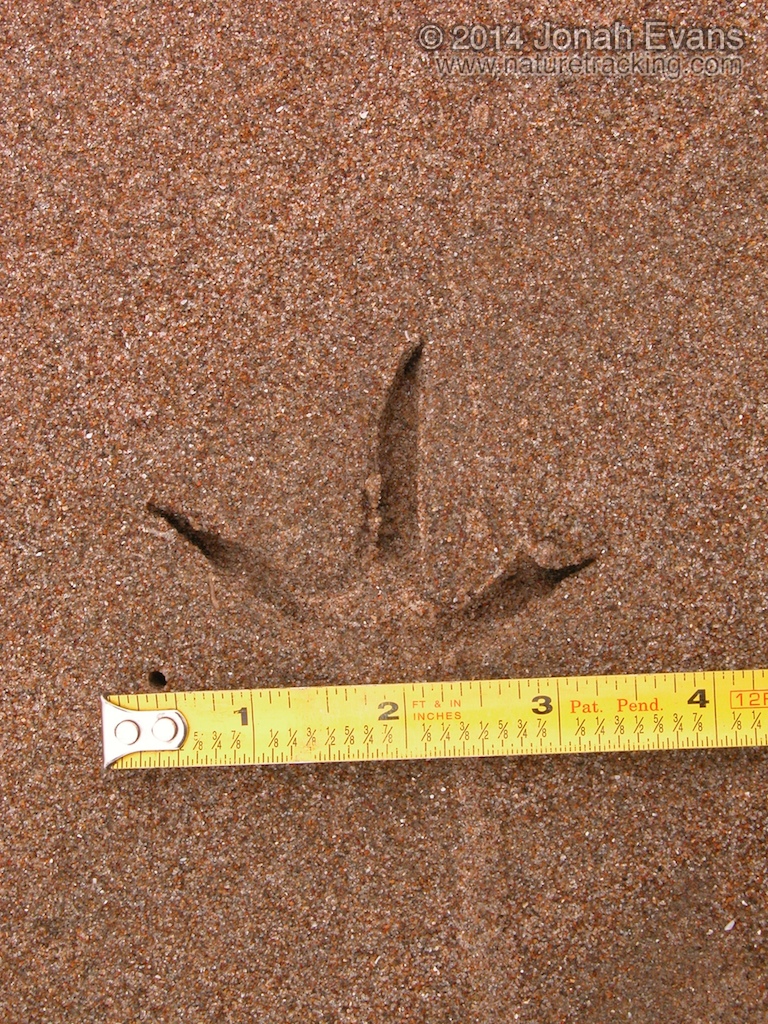 Long-billed Curlew Tracks