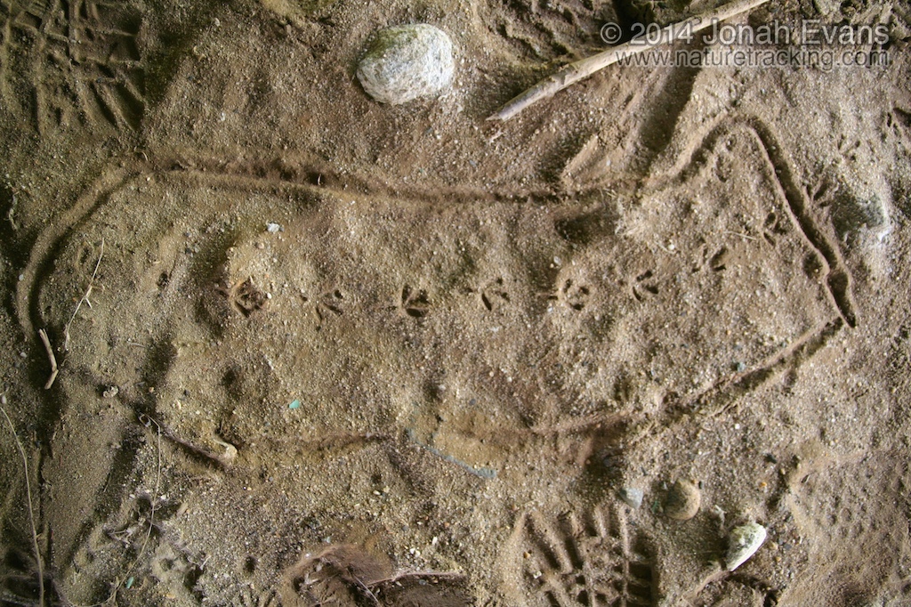 Mourning Dove Tracks