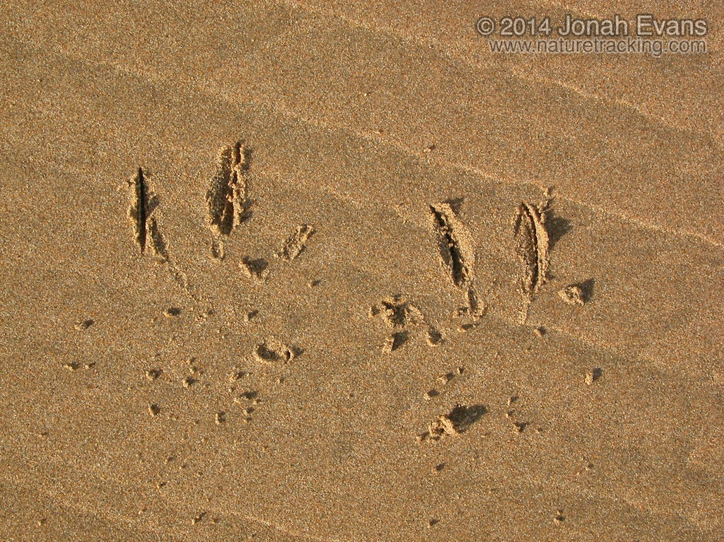 Pelican Tracks