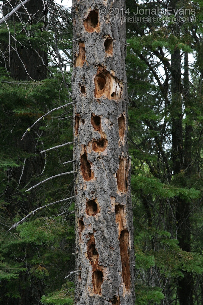 Pileated Woodpecker Sign
