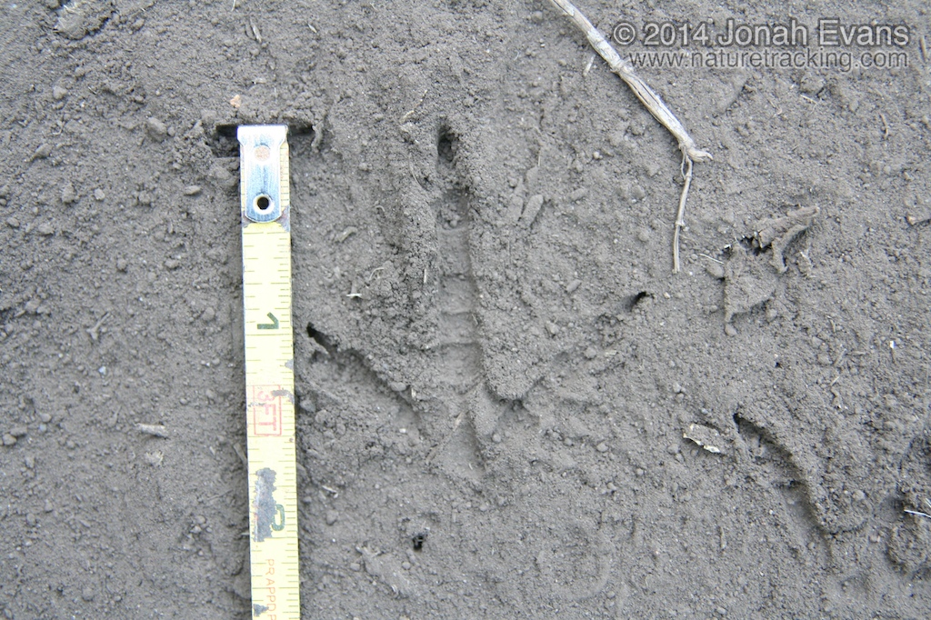 Quail Tracks