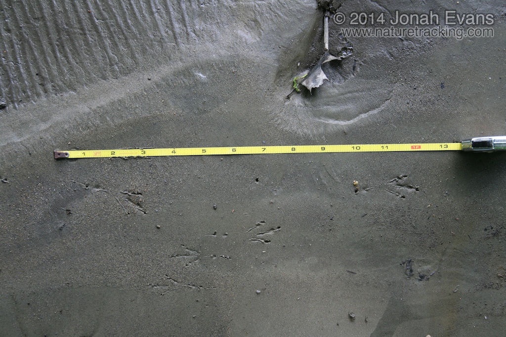 Red-winged Blackbird Tracks?