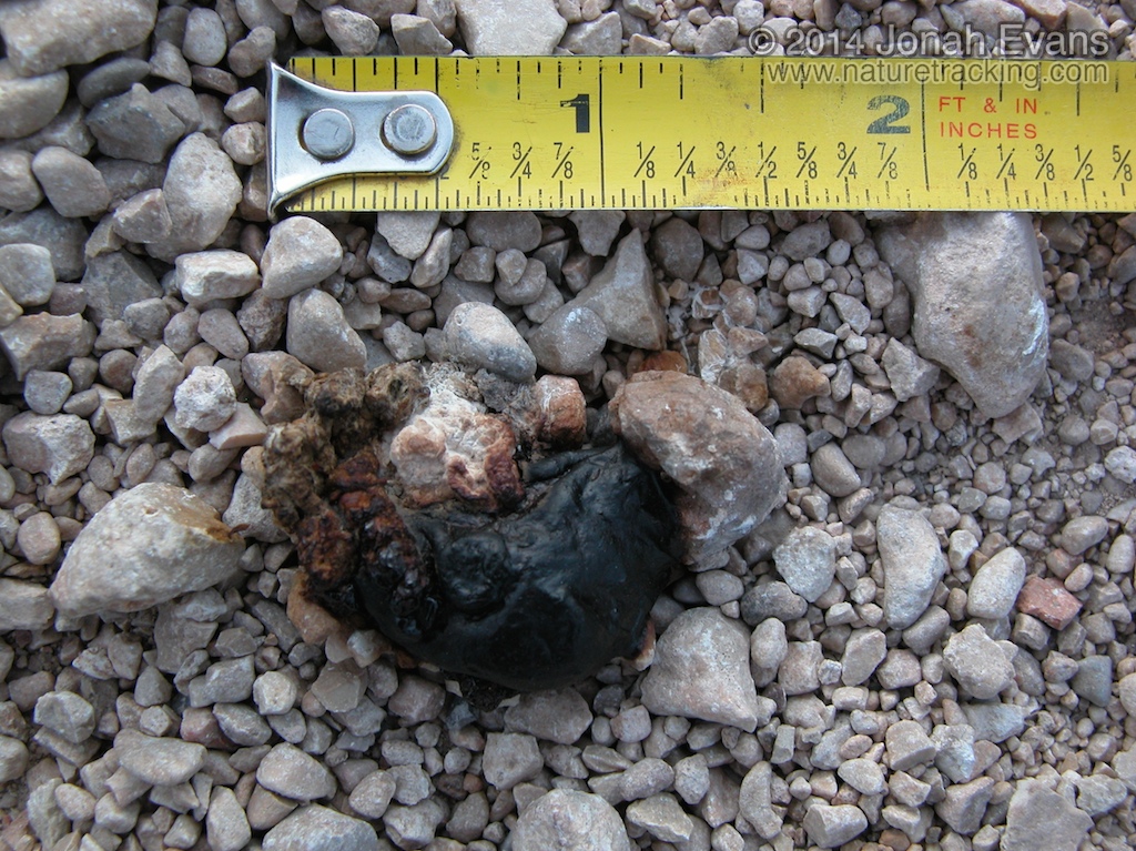 Roadrunner Scat