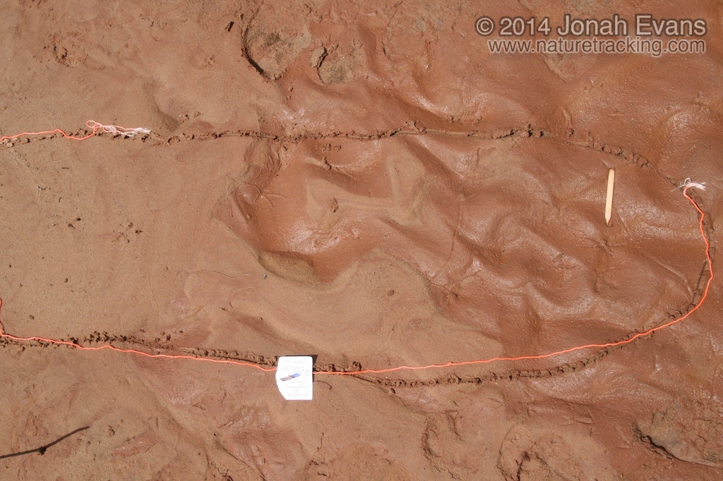 Roadrunner Tracks
