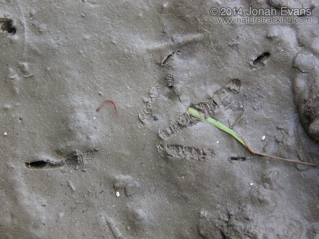 Robin Track