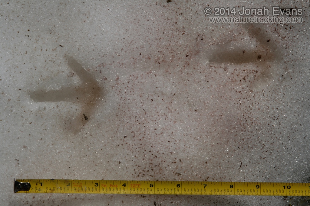 Sage Grouse Tracks