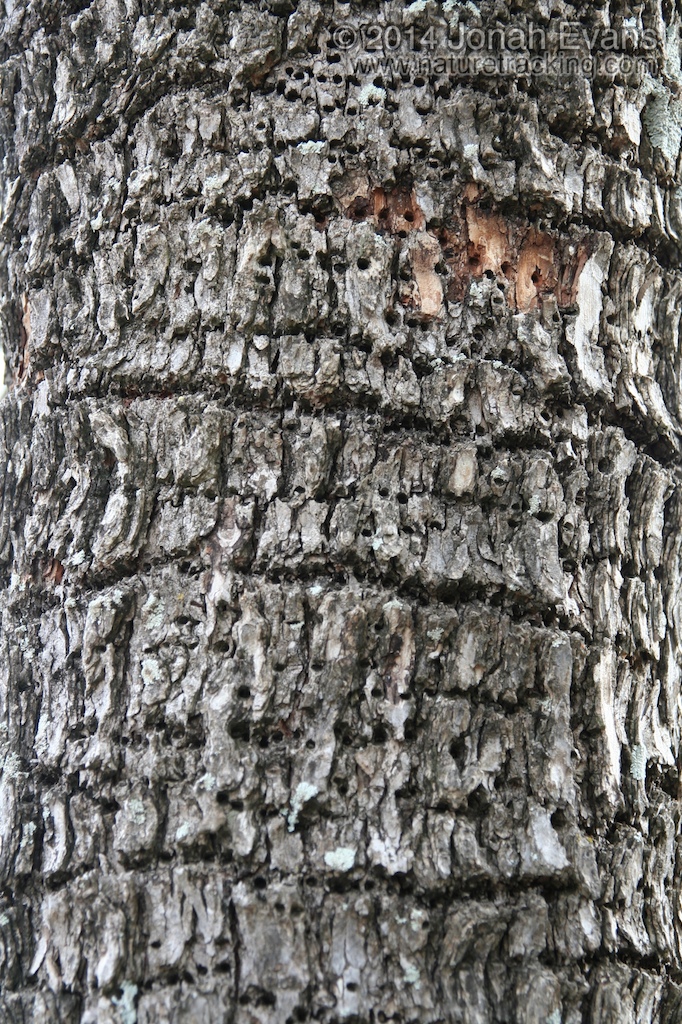 Sapsucker Holes