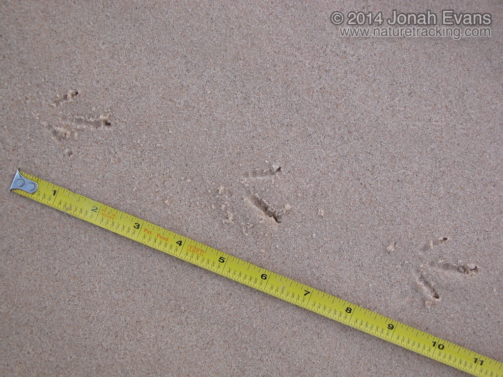 Scaled Quail Tracks
