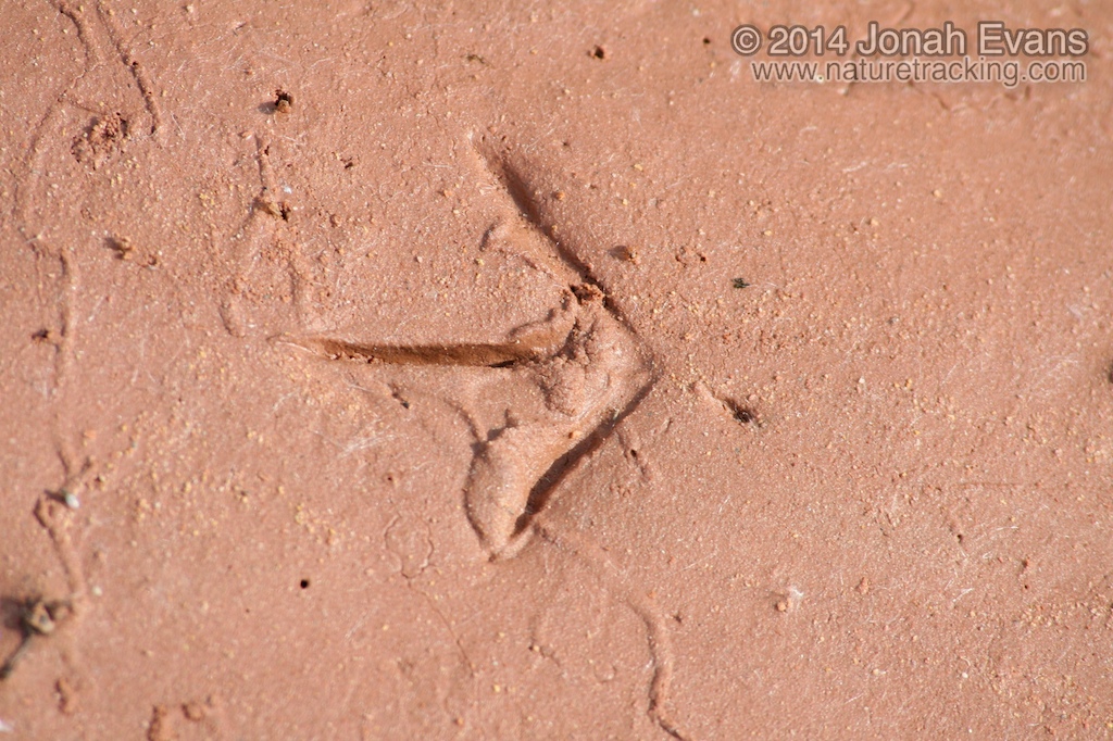 Snipe Tracks