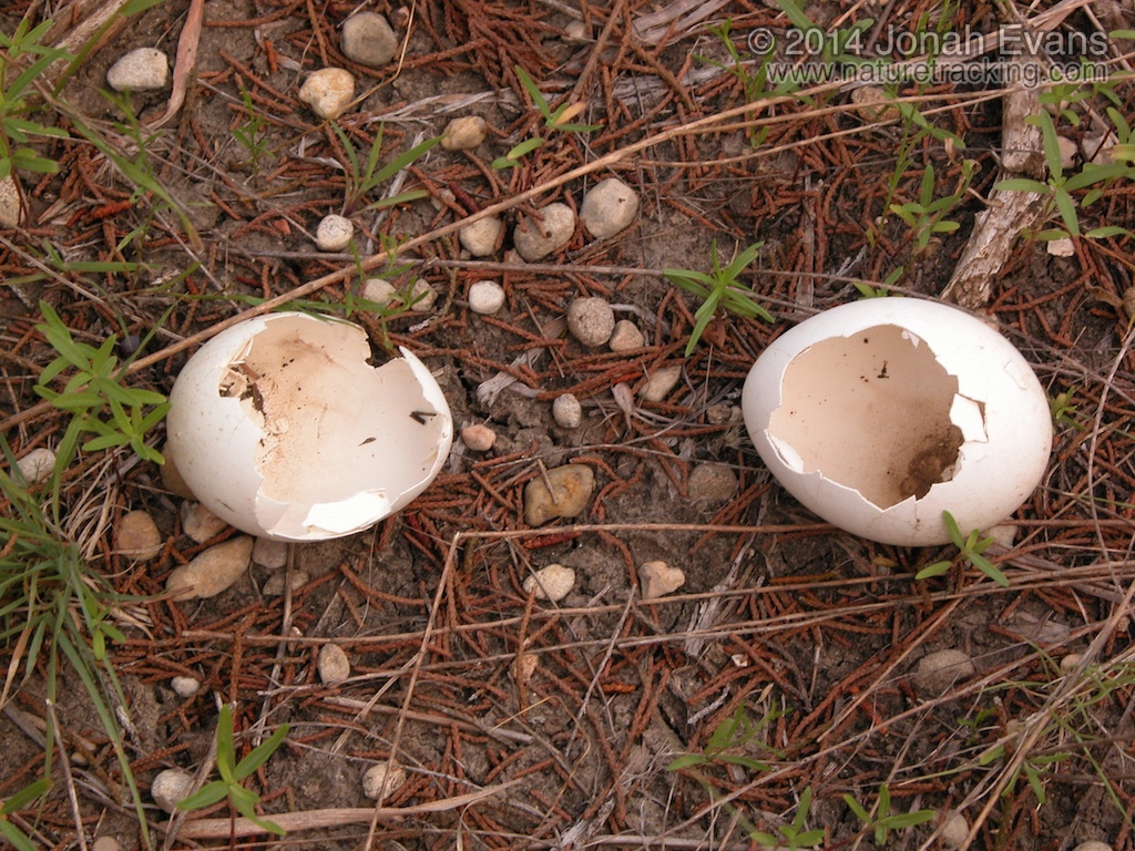Turkey Eggs
