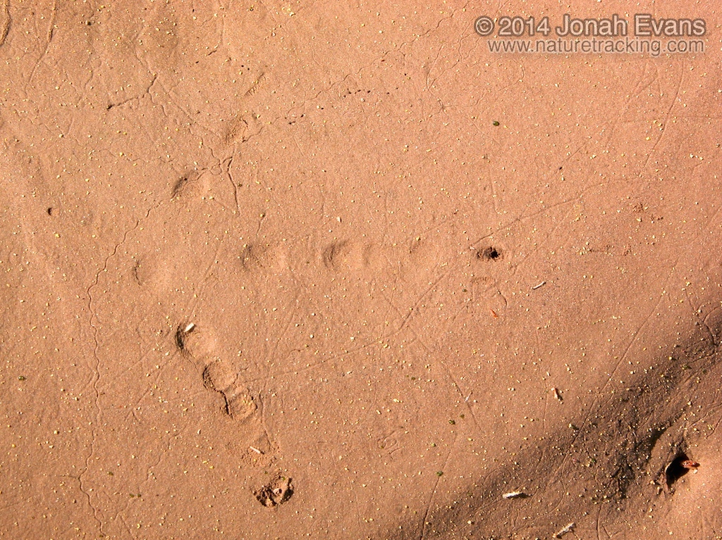 Turkey Tracks