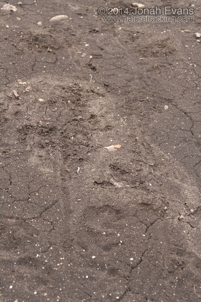 Turkey Tracks