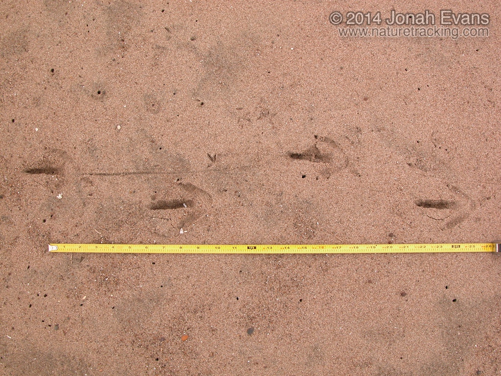 Turkey Vulture Tracks