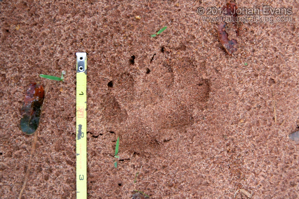 Crab-eating Fox Tracks