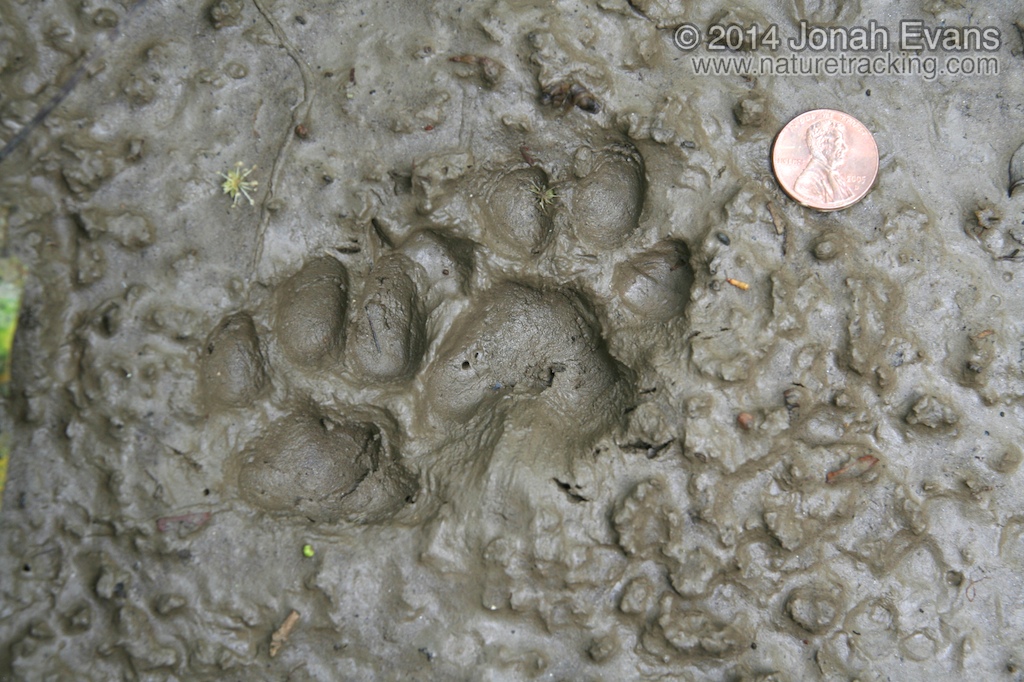 Ocelot Tracks