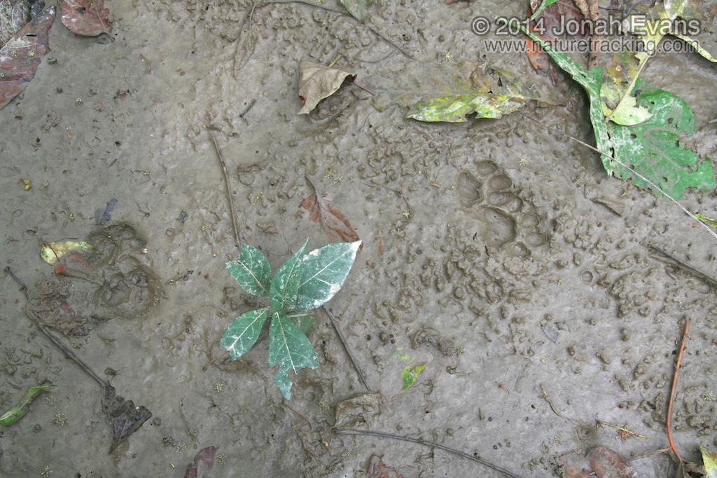 Ocelot Tracks