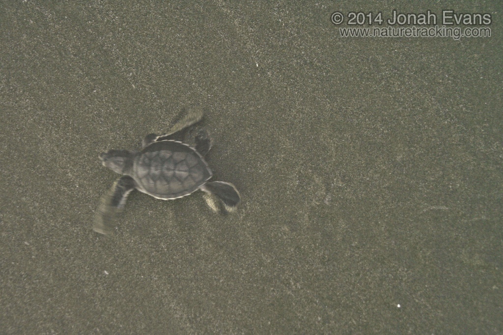 Baby Green Sea Turtle Tracks