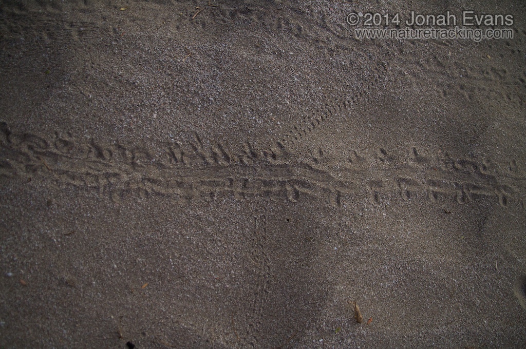 Baby Green Sea Turtle Tracks